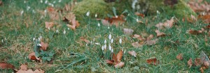 Snowdrops