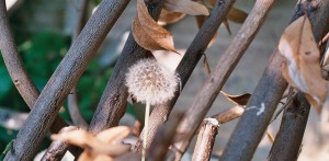 dandelion clock