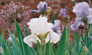 white iris