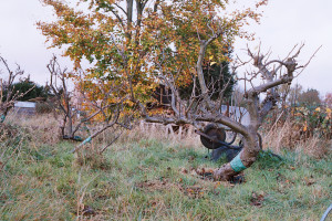 allotment trees