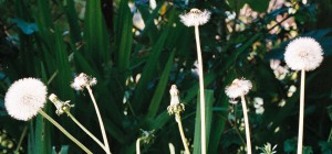 dandelion clocks