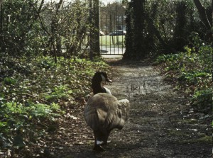 goose path