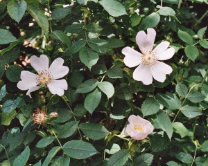 dog rose